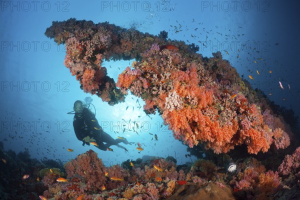 Diving at coral reef, North Male Atoll, Indian Ocean, Maldives, Asia