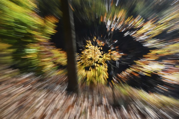 DEU, Germany, Iserlohn: The autumn colours enchant the forest in the Sauerland and also the people in the Märkischer Kreis. The creative photographer does the rest, Europe