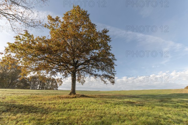 Large solitary oak tree in a meadow in the countryside in autumn. Vosges, France, Europe