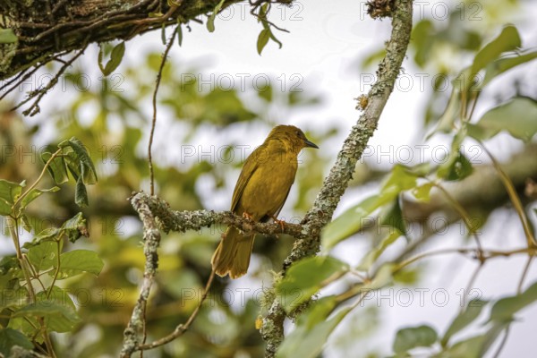 Olive-green tanager perched on a branch against natural b background, Itatiaia, Rio de Janeiro, Brazil, South America