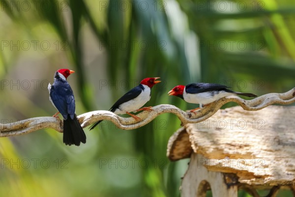 Three Yellow-billed Cardinals perched on a branch against bokeh green background, Pantanal Wetlands, Mato Grosso, Brazil, South America