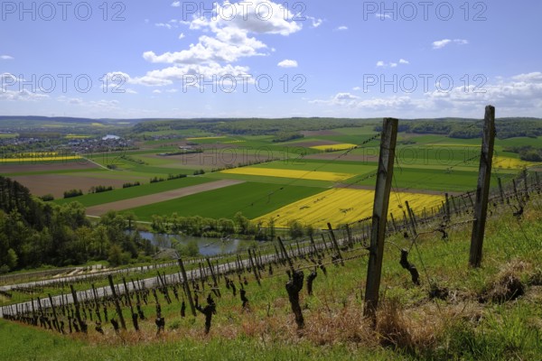 Landscape and vineyards near Stetten with a view of the Main valley, Main-Spessart district, Lower Franconia, Bavaria, Germany, Europe