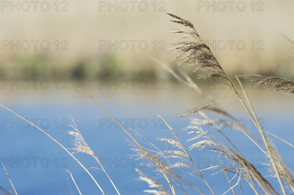 Swaying reeds in front of a blue lake