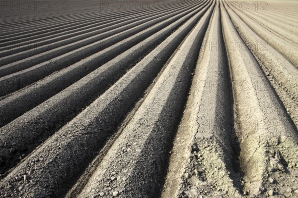 Furrows for carrot cultivation