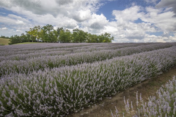 Beautiful summer evening in a lavender field. Large blue lavender bushes blooming in a cultivation area. Landscape shot under a cloudy sky at Lake Balaton, Hungary, Europe