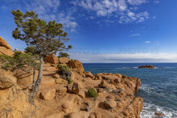 Coastal landscape with bizarre red rocks and gnarled trees with a view of the sea in the sunshine, Spiaggia di Cala E'Luas, Ogliastra, Sardinia, Italy, Europe