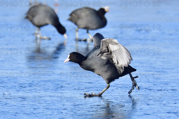 Eurasian coot foraging, Eurasian coot in winter in saxon