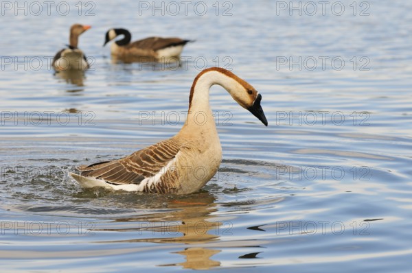 Schwanengans (Anser cygnoides), Swan Goose (Anser cygnoides) am Ammersee