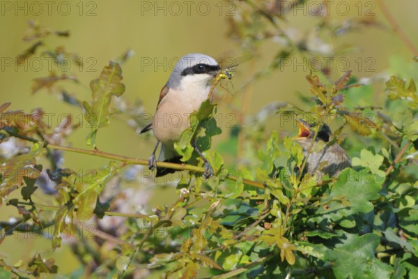 Red-backed shrike, Lanius collurio, Red-backed shrike, Red-backed shrike with offspring