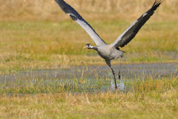 Common Crane, Grus grus, grey crane, Europe, europe, animals, bird, birds, crane, crane