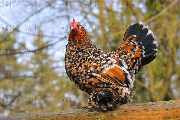 Bantam on a pole