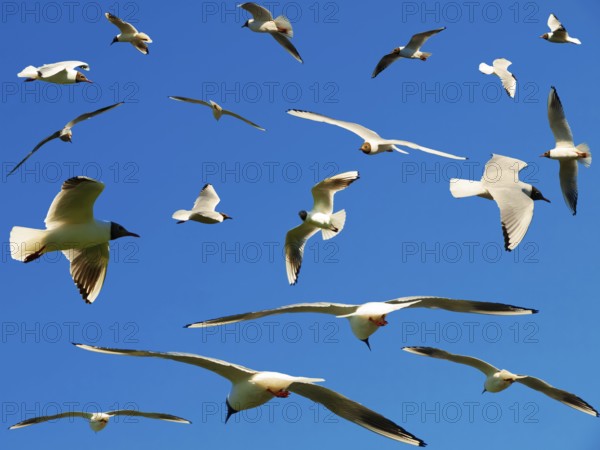 A lot of seagulls in the blue sky