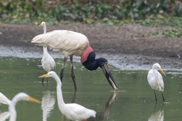 Jabiru (Jabiru mycteria), catching a fish, Pantanal, inland, wetland, UNESCO Biosphere Reserve, World Heritage Site, wetland biotope, Mato Grosso, Brazil, South America
