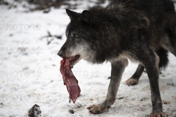 Laura Dick Pelm, Kasselburg, Rhineland-Palatinate, Timberwolves, wolf feeding on 04.01.2025 in the Kasselburg in Pelm Germany