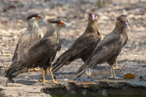 Crested caracara (Caracara plancus), group, Pantanal, inland, wetland, UNESCO Biosphere Reserve, World Heritage Site, wetland biotope, Mato Grosso, Brazil, South America