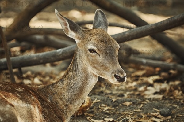 Close-up Portrait of Young Spotted Deer Varna, Bulgaria, Europe