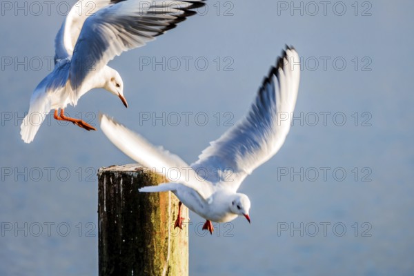Seagulls at Lake Lake Traun in Gmunden, Salzkammergut, Upper Austria, Austria. Symbolic photo for displacement, migration and bullying Austria