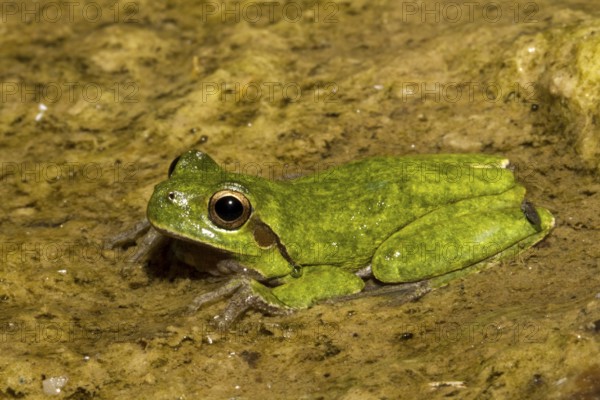 Sardinian tree frog sitting in a stream