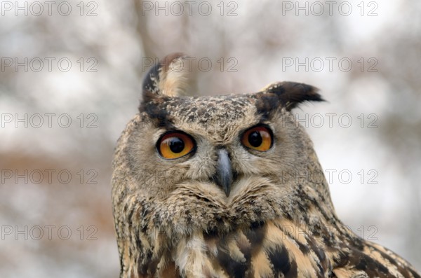 Portrait of a great horned Owl Bubo viriginianus