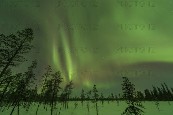 Northern Lights (Aurora borealis) over snowy landscape, Gällivare, Norrbotten, Lapland, Sweden, November 2012, Europe