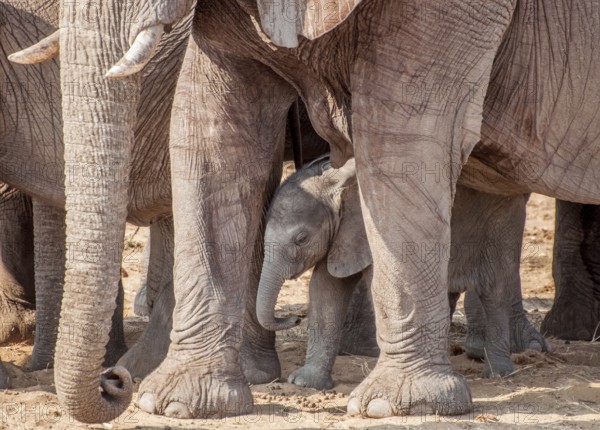 A family of female elephants walk with a baby of the group incircled by all