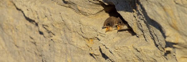 Sand martin, sand martins, (Riparia riparia) animals, birds, swallows, feeding. of young birds, nest, Speyer, Rhineland-Palatinate, Federal Republic of Germany