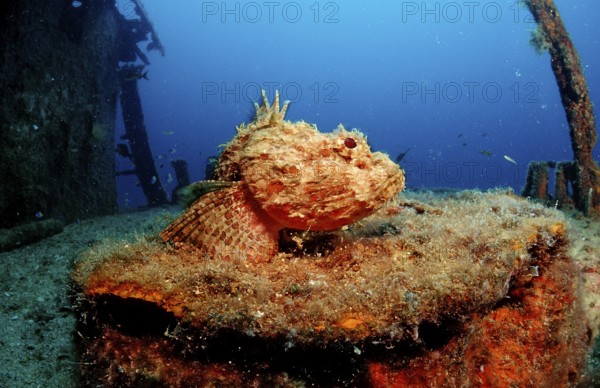 Scorpionfish on shipwreck, Scorpaena plumieri mystes, Mexico, Lake Cortez, Lower California, La Paz, Central America
