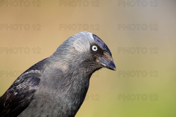 Jackdaw, (Corvus monedula), portrait, rook, family of corvids, raven, Wadi Darbat, Salalah, Rhineland-Palatinate, Oman, Asia