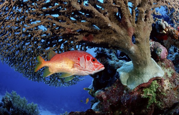 Big thorn hussar fish under table coral, Sargocentron spiniferum, Egypt, Sha'ab Mahlai, Red Sea, Africa