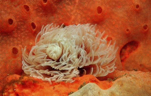Featherworm, Sabellastarte sp., South Africa, Tsitsikamma National Park, Indian Ocean, Africa