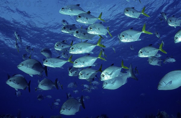 Bigeye jack mackerel, Bigeye jack mackerel, Caranx latus, Bahamas, Caribbean Sea, Caribbean, Grand Bahama Island, Central America