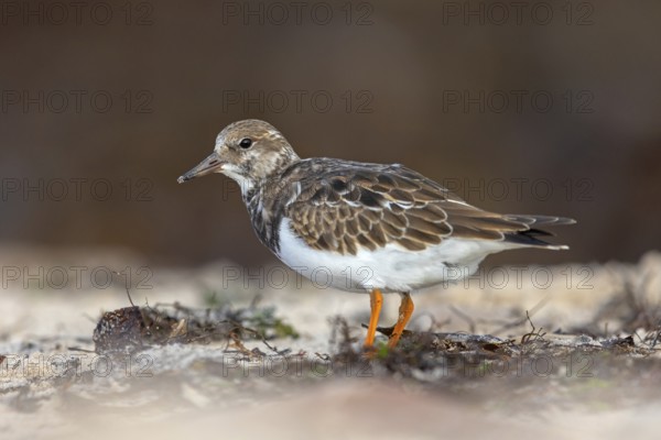 Turnstone, (Arenaria interpres), Animals, Birds, Snipe family, Heligoland, Schleswig-Holstein, Germany, Europe