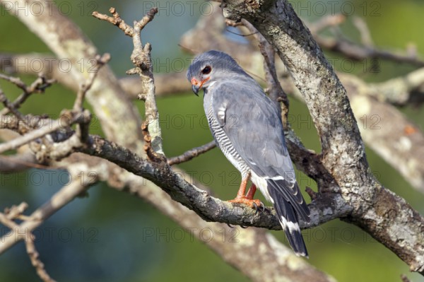 Cuckoo Hawk, Barred Hawk, (Kaupifalco monogrammicus), Throated Barred Hawk, perching site, Marakissa Area, Marakissa, South Bank, Gambia, Africa