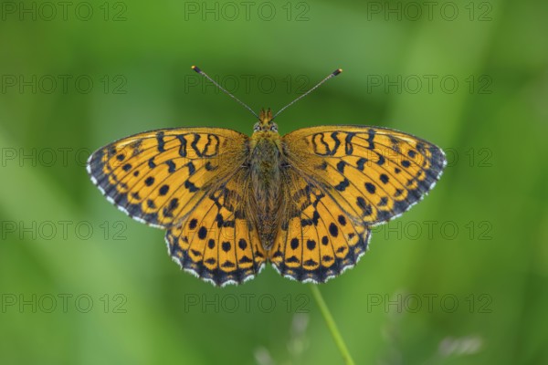 Meadowsweet Pearl-bordered Fritillary, Meadowsweet Pearl-bordered Fritillary, Violet Silver Fritillary, (Brenthis ino), Noble Butterfly, Butterfly, Butterfly, Insect, i, Black Forest, Feldberg-Region, Baden-Württemberg, Germany, Europe