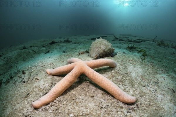 Starfish in lagoon, Linckia sp., Cenderawasih Bay, West Papua, Indonesia, Asia
