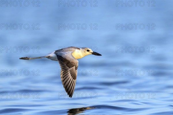 Heroncatcher, (Dromas ardeola), animals, birds, biotope, habitat, foraging, waters, Barr Al Hikman, Shannah, Ash Sharqiyah South, Oman, Asia