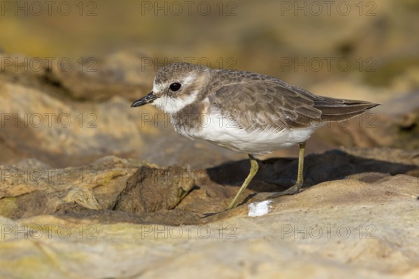 Animals, Birds, Little Ringed Plover, Mongolian Plover, (Charadrius mongolus), Al Muwalah, Qurayyat, Mu?afaz¸at Masqat, Oman, Asia