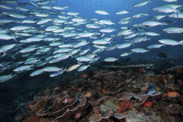 Fusiliers over coral reef, Pterocaesio tesselata, Raja Ampat, West Papua, Indonesia, Asia