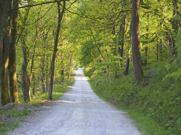 A perspective view a narrow country lane running though bright sunlit spring woodland with a surrounding canopy of forest trees