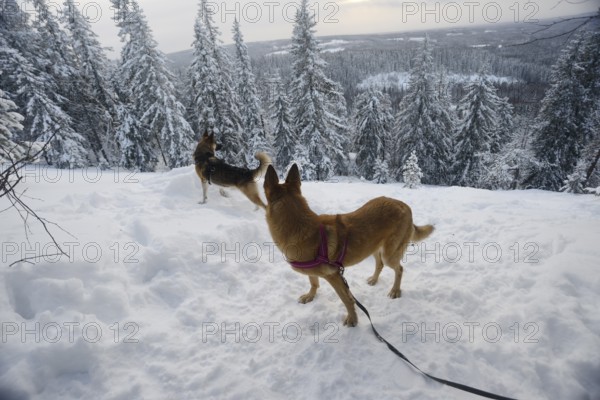 Winter landscape with two dogs, north Finland