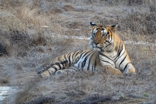 Tiger (Panthera tigris), Bengal tiger or Indian tiger, big cat (Pantherinae), carnivore (Carnivora), highly endangered, rests in the last rays of light in front of sunset, Bandhavgarh National Park, tiger reserve, Madhya Pradesh, Vindhya Mountains, India, Asia