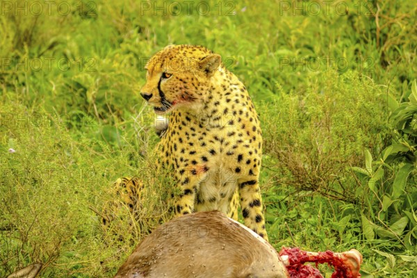 Cheetah male standing with bloody face after eating at young Gnu or Wildebeest in green grass vegetation. Ndutu Area of Ngorongoro Conservation Area, Tanzania, Africa