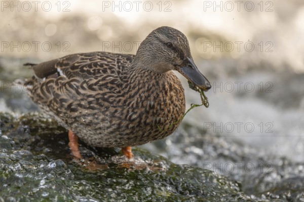 Female mallard (Anas platyrhynchos) duck looking for food in a river. Thann, Haut-Rhin, Collectivite europeenne d'Alsace, Grand Est, France, Europe