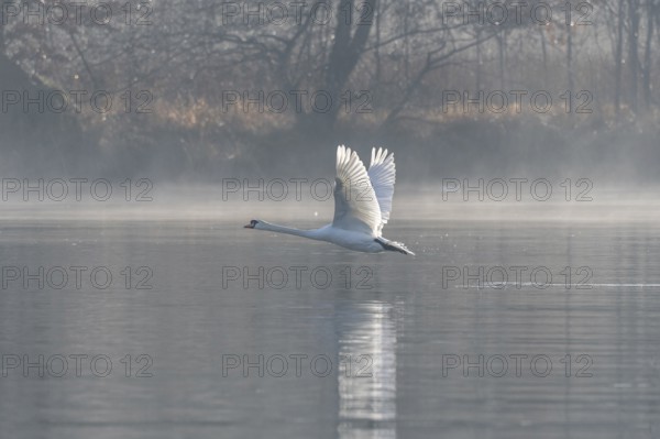 Mute swan (Cygnus olor) on takeoff on the water of a lake, Bas-Rhin, Alsace, Grand Est, France, Europe