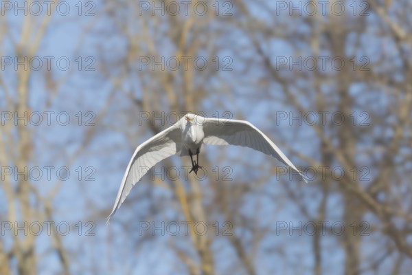 Great egret (Ardea alba) in flight in the sky, Bas-Rhin, Alsace, Grand Est, France, Europe