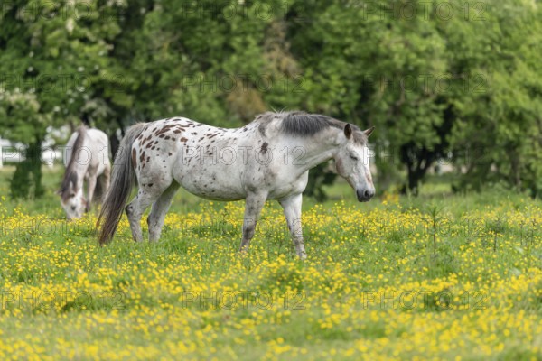 Horse in a green pasture filled with yellow buttercups. Bas-Rhin, Collectivite europeenne d'Alsace, Grand Est, France, Europe