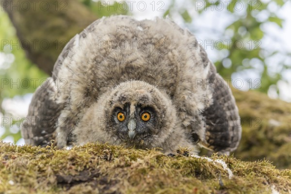 Long-eared Owl (Asio otus) chick spreading its wings to intimidate perched on a branch in an orchard. Alsace, France, Europe