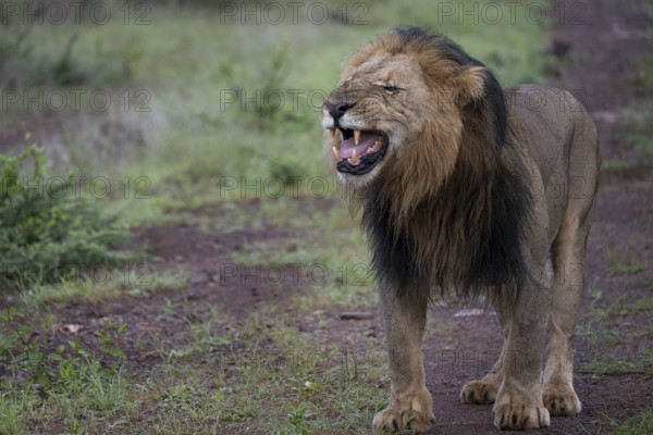 Lion (Panthera leo), male, Qwabi Private Game Reserve, Biosphere Reserve, Limpopo, South Africa, Africa