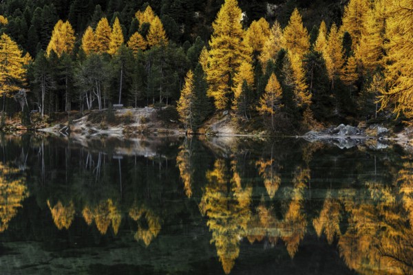 Autumn at Lake Palpuogna in the Swiss Alps with yellow larch trees and reflections in the calm water