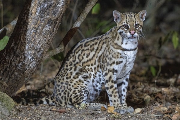Ocelot (Leopardus pardalis), sitting, at night, Pantanal, inland, wetland, UNESCO Biosphere Reserve, World Heritage Site, wetland biotope, Mato Grosso, Brazil, South America
